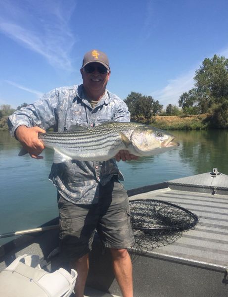 Striped Bass Fishing Sacramento River Colusa Ca